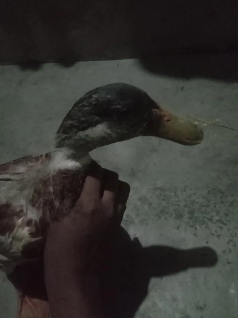Healthy Duck Family For Sale (3 Females + 1 Male)