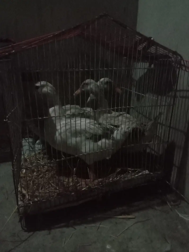 Healthy Duck Family For Sale (3 Females + 1 Male) — photo 2