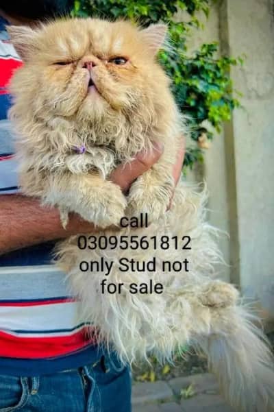 contact 03095561812 pure/piki/ face/Male Cat available for sale