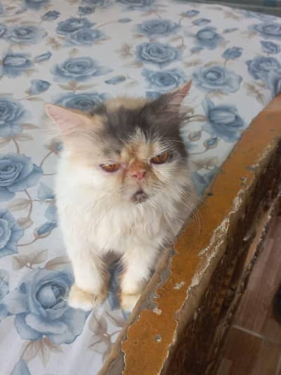 calico breeder female