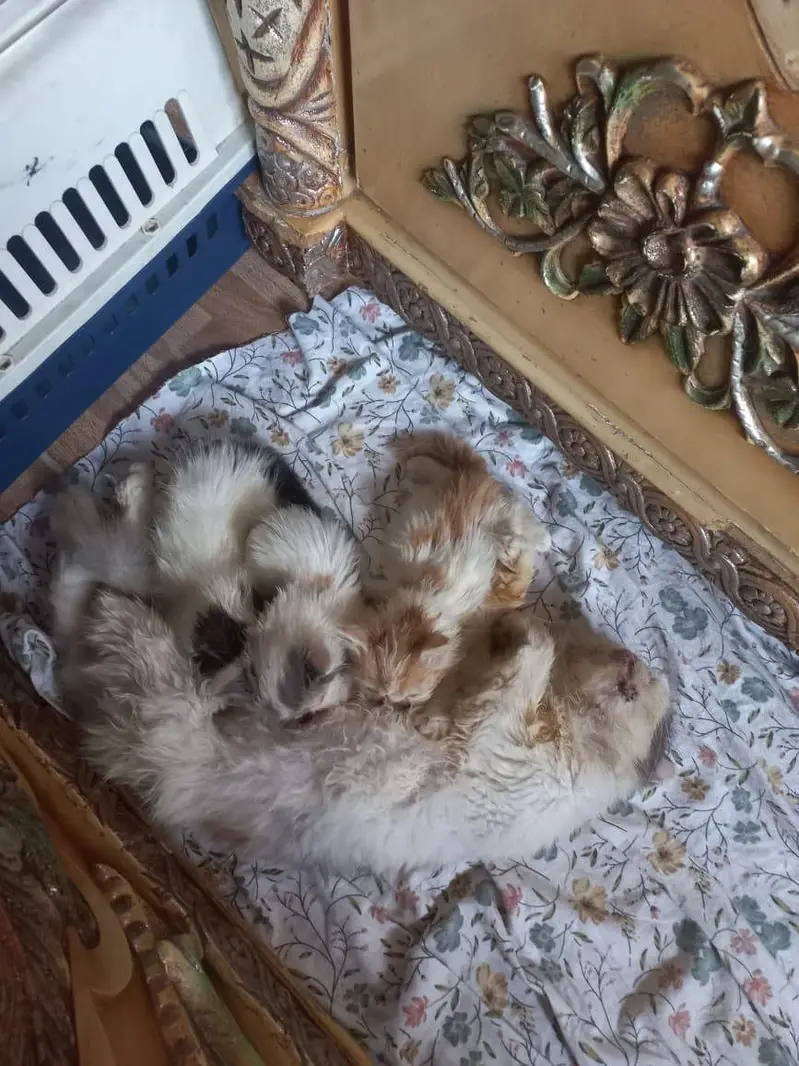 calico breeder female — photo 2