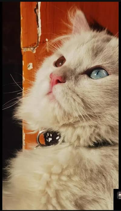 Mano Kiki Cato