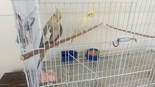 Cockatiel breeder pair with cage