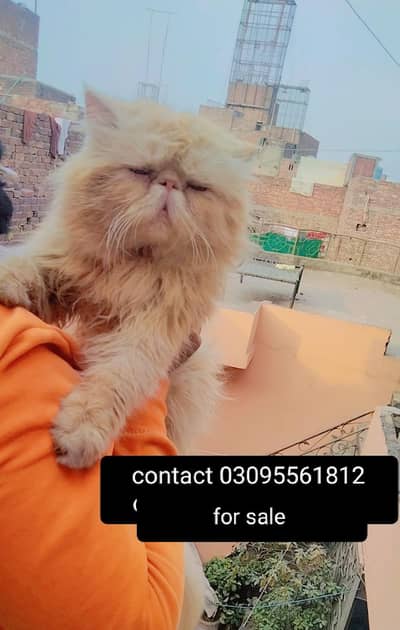 contact 03095561812 pure/piki/ face/Male Cat available for sale