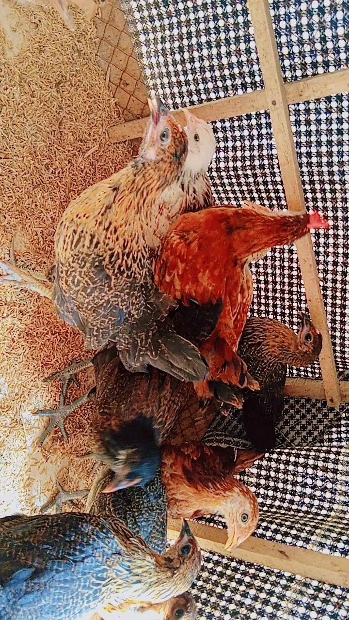Golden Misri Chicks | Golden Misri Pathi | Golden Misri Hen — photo 2