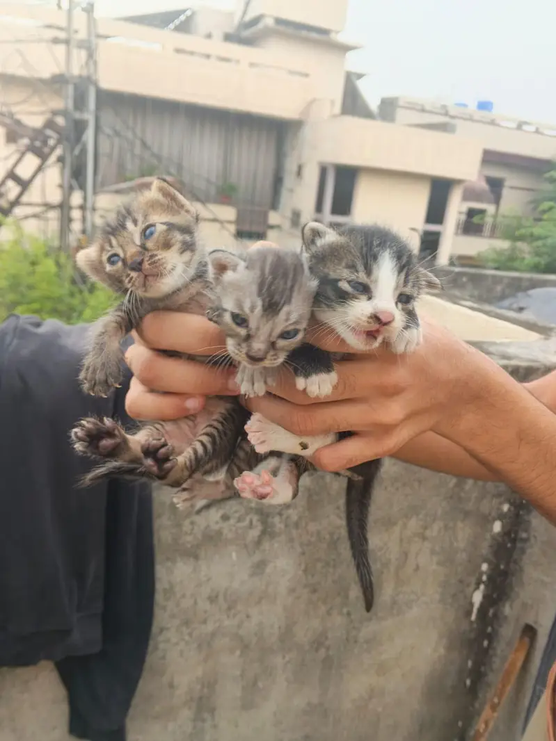 5 Beautiful Kittens - 3 months old - Need Serious Person Who Can Adopt