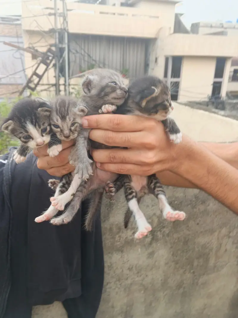 5 Beautiful Kittens - 3 months old - Need Serious Person Who Can Adopt — photo 2