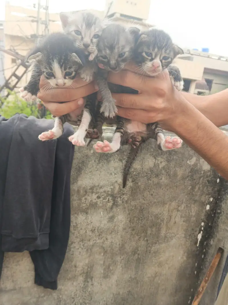 5 Beautiful Kittens - 3 months old - Need Serious Person Who Can Adopt — photo 4