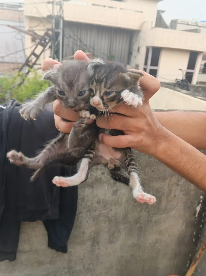 5 Beautiful Kittens - 3 months old - Need Serious Person Who Can Adopt — photo 5