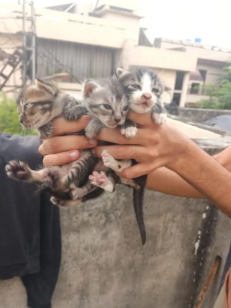 5 Beautiful Kittens - 3 months old - Need Serious Person Who Can Adopt — photo 6