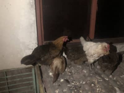 Hens for sale