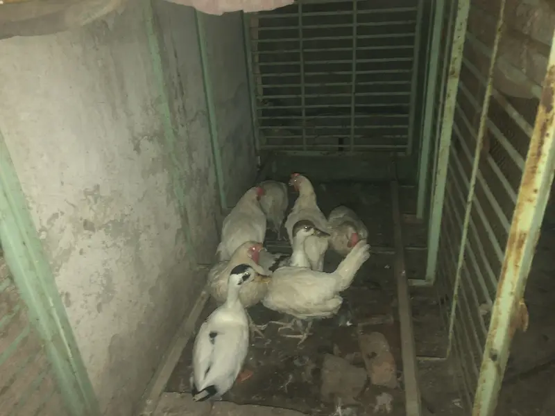 Hens for sale — photo 2