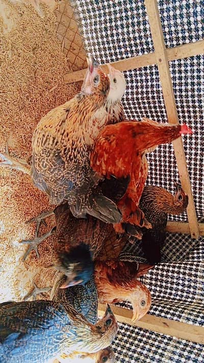 Golden Misri Chicks | Golden Misri Hen | Golden Misri Pathi