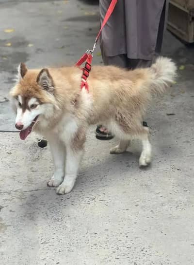 Siberian husky dog 
