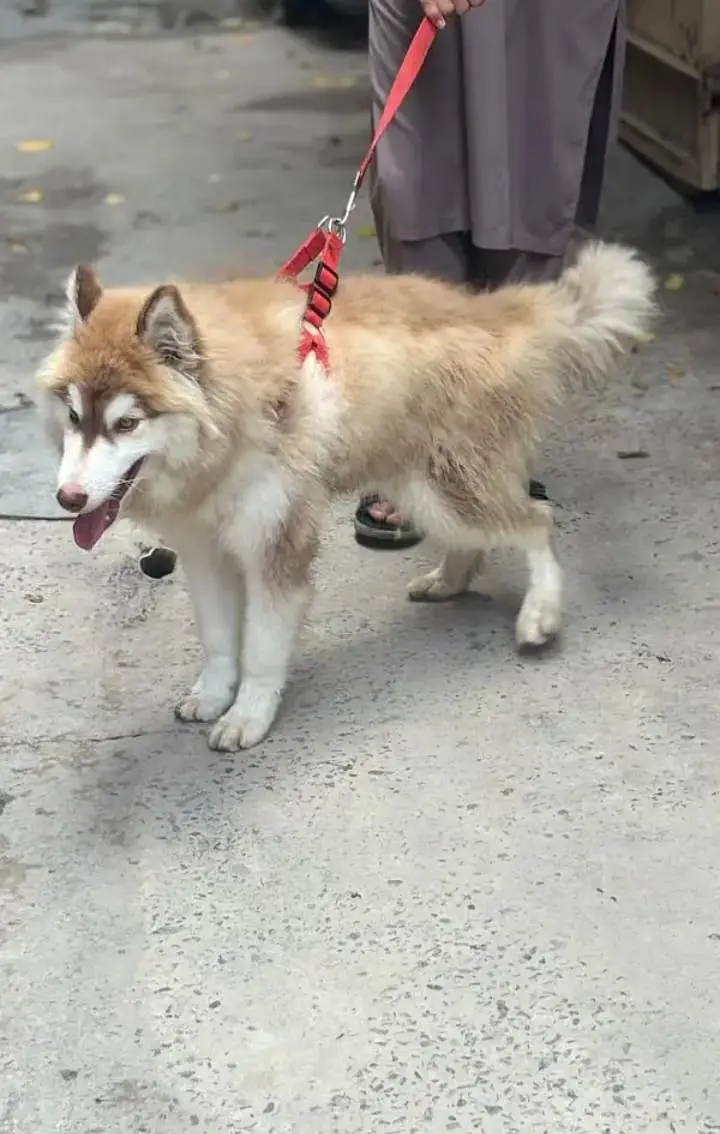 Siberian husky dog  — photo 2