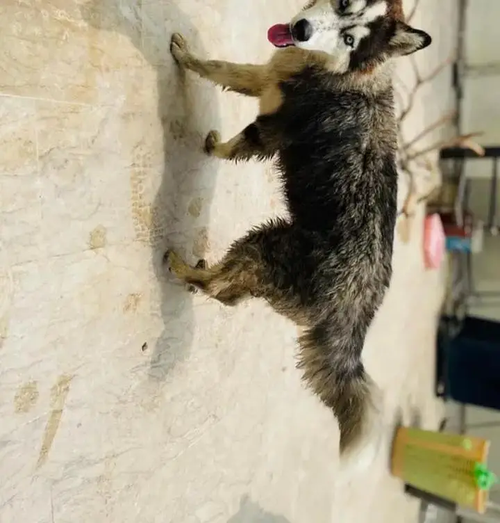 Siberian husky dog  — photo 3