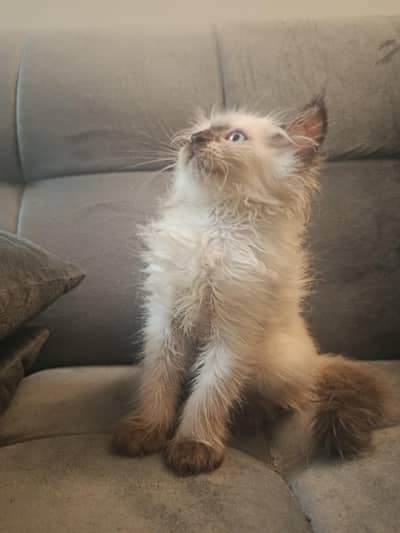 kittens