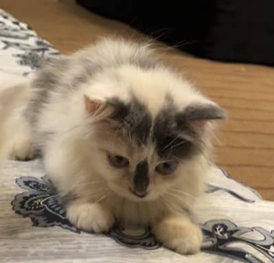 Persian female calico kitten