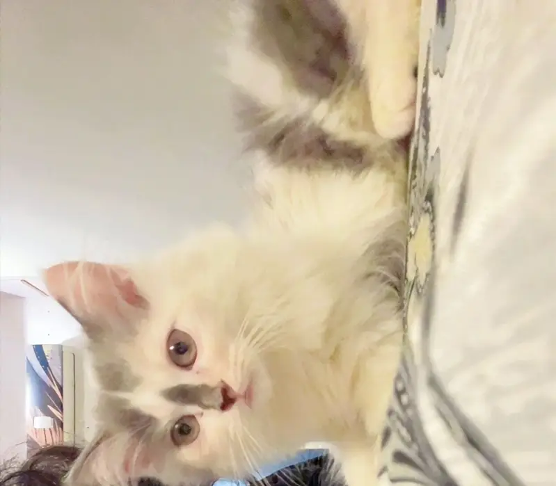 Persian female calico kitten — photo 3