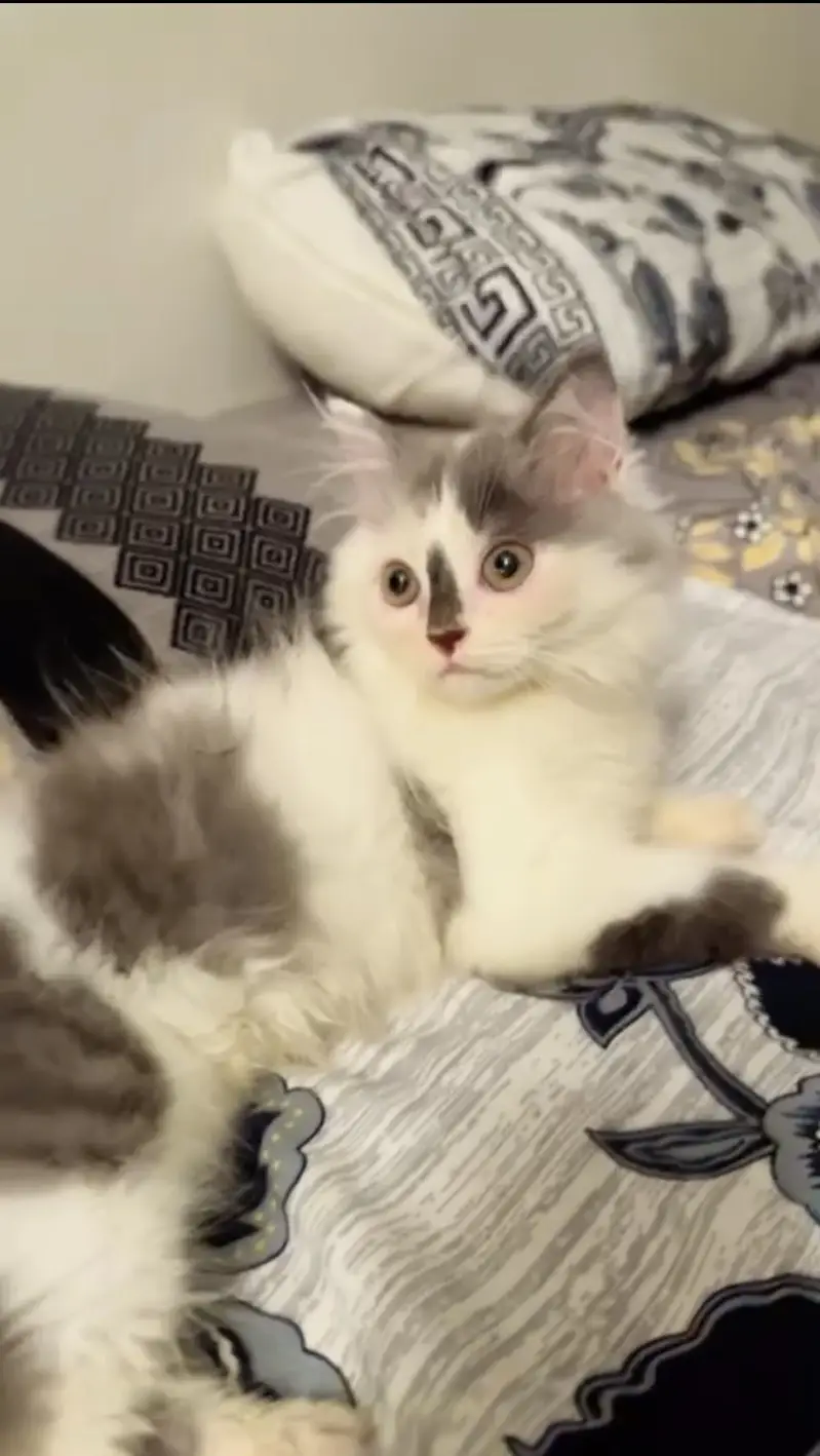Persian female calico kitten — photo 4