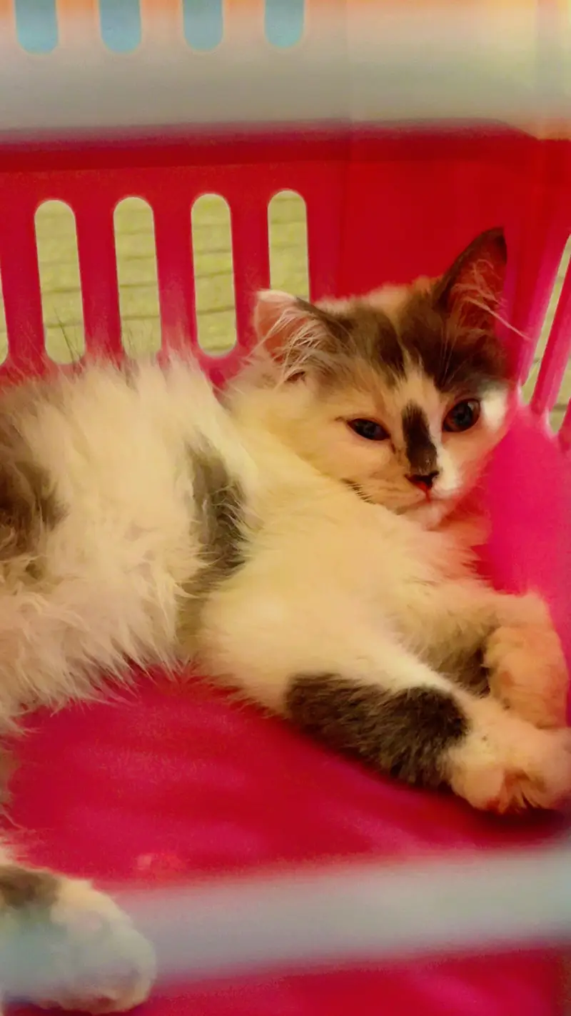 Persian female calico kitten — photo 5