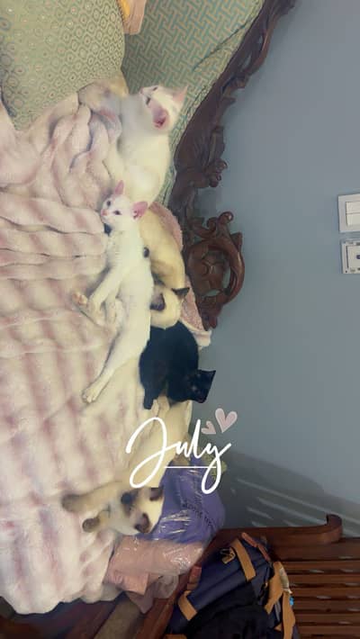 Siamese/Persian kittens 4 months old