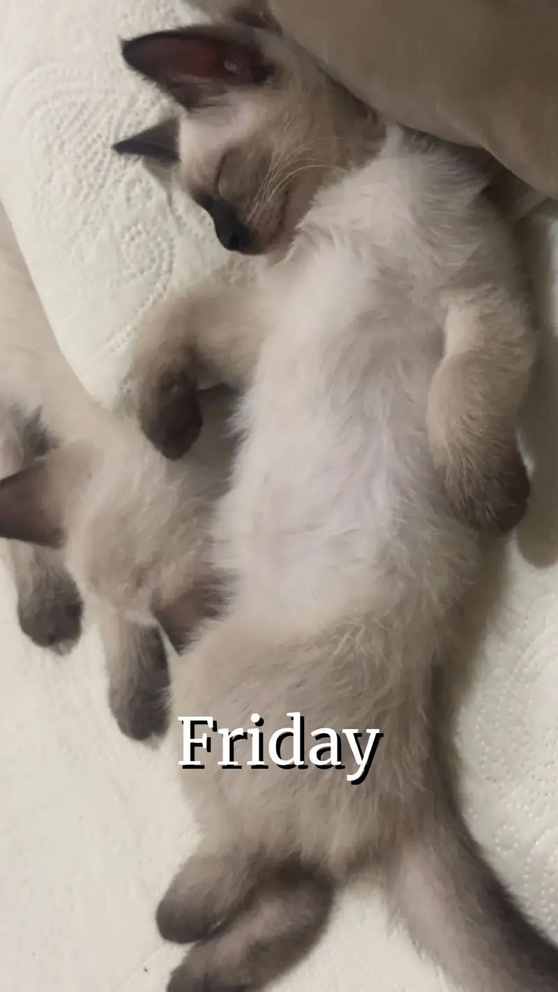 Siamese/Persian kittens 4 months old — photo 2