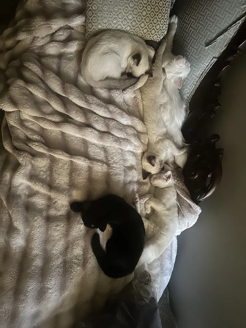 Siamese/Persian kittens 4 months old — photo 3