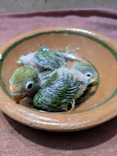 handtame lovebirds chicks