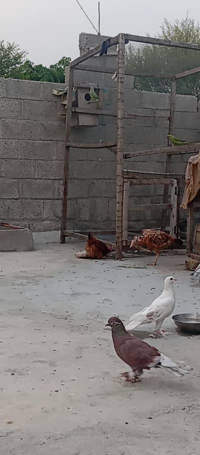 Fancy pigeons