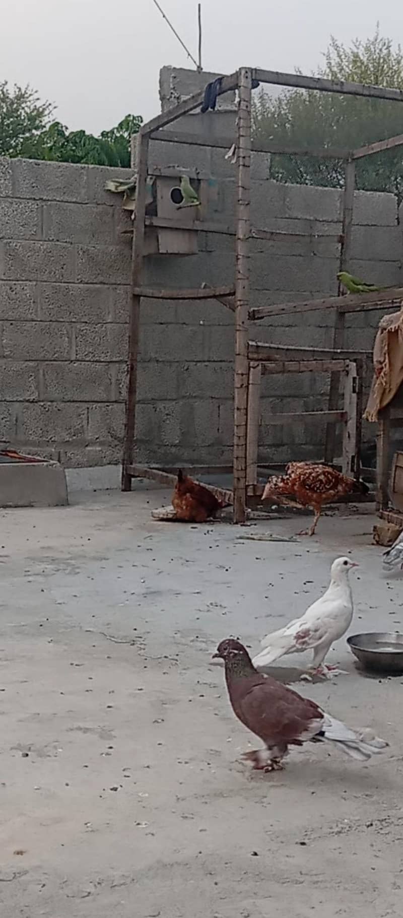 Fancy pigeons 0