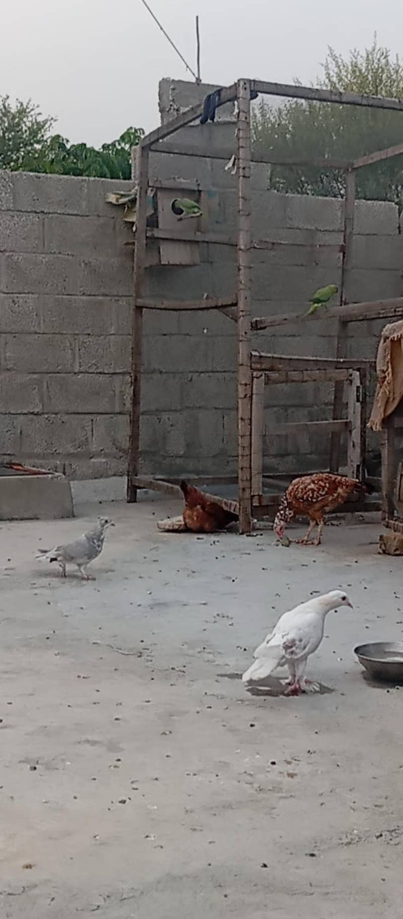 Fancy pigeons 1
