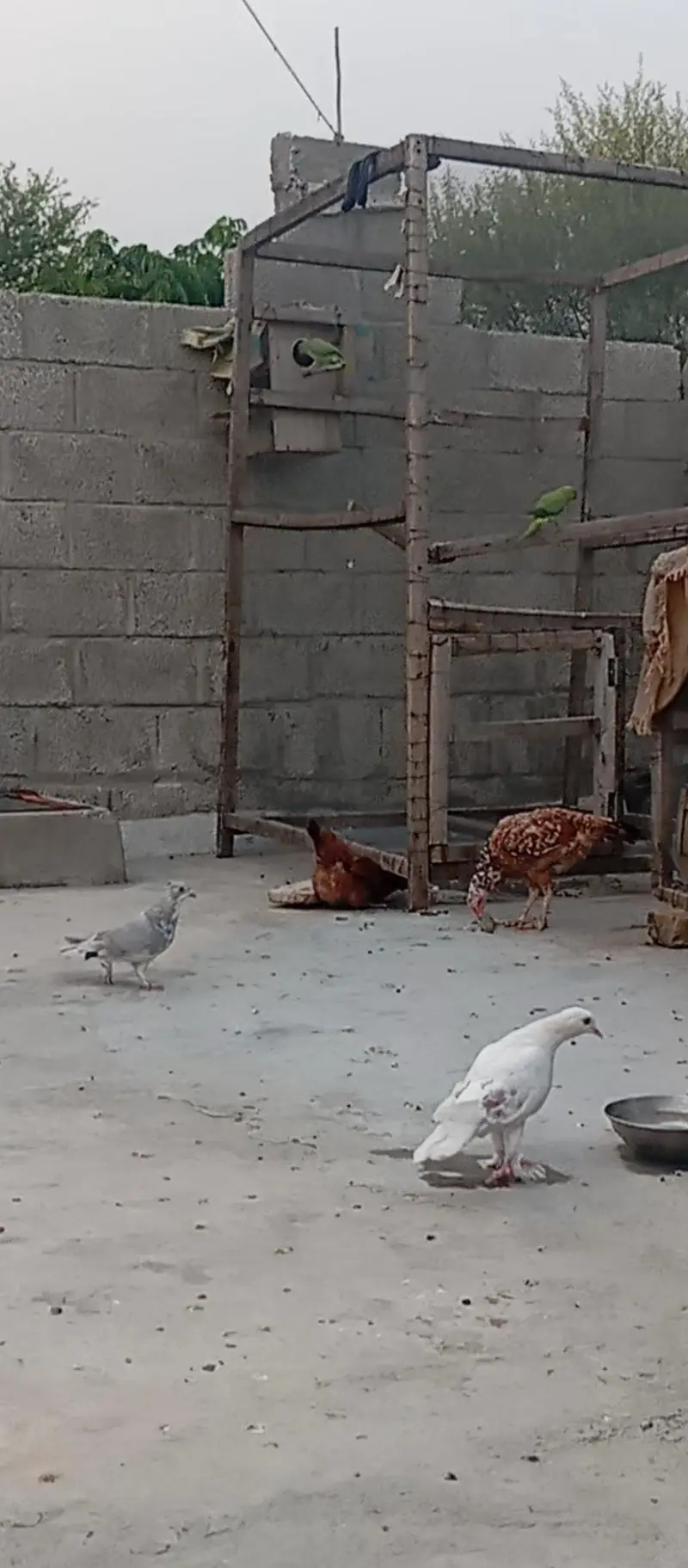 Fancy pigeons — photo 2