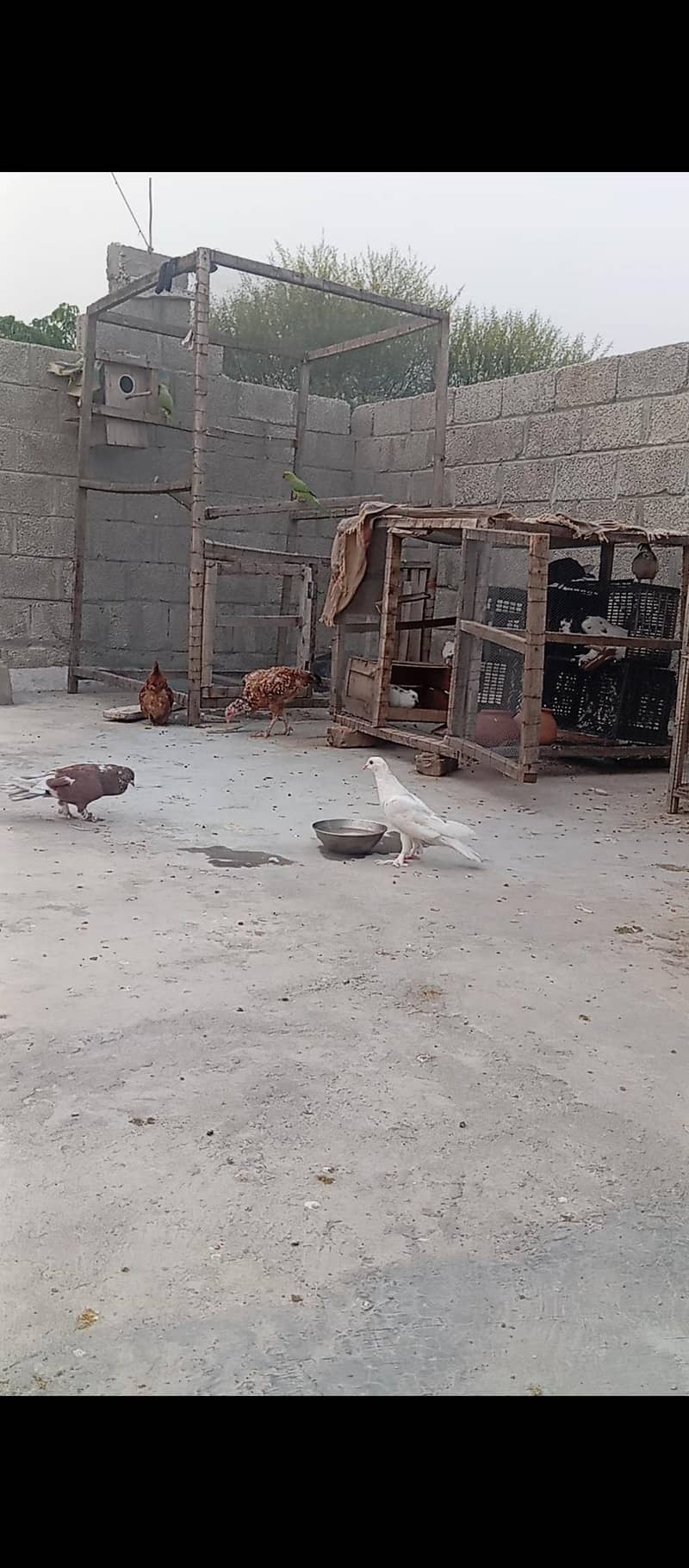 Fancy pigeons 3