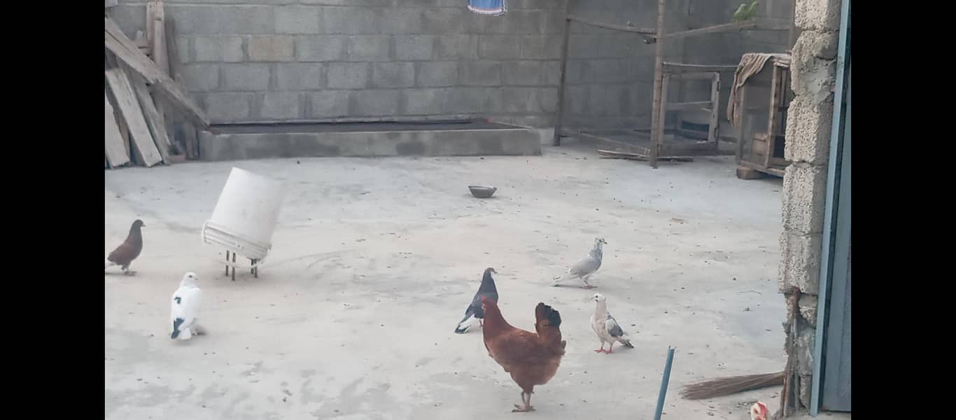 Fancy pigeons 4