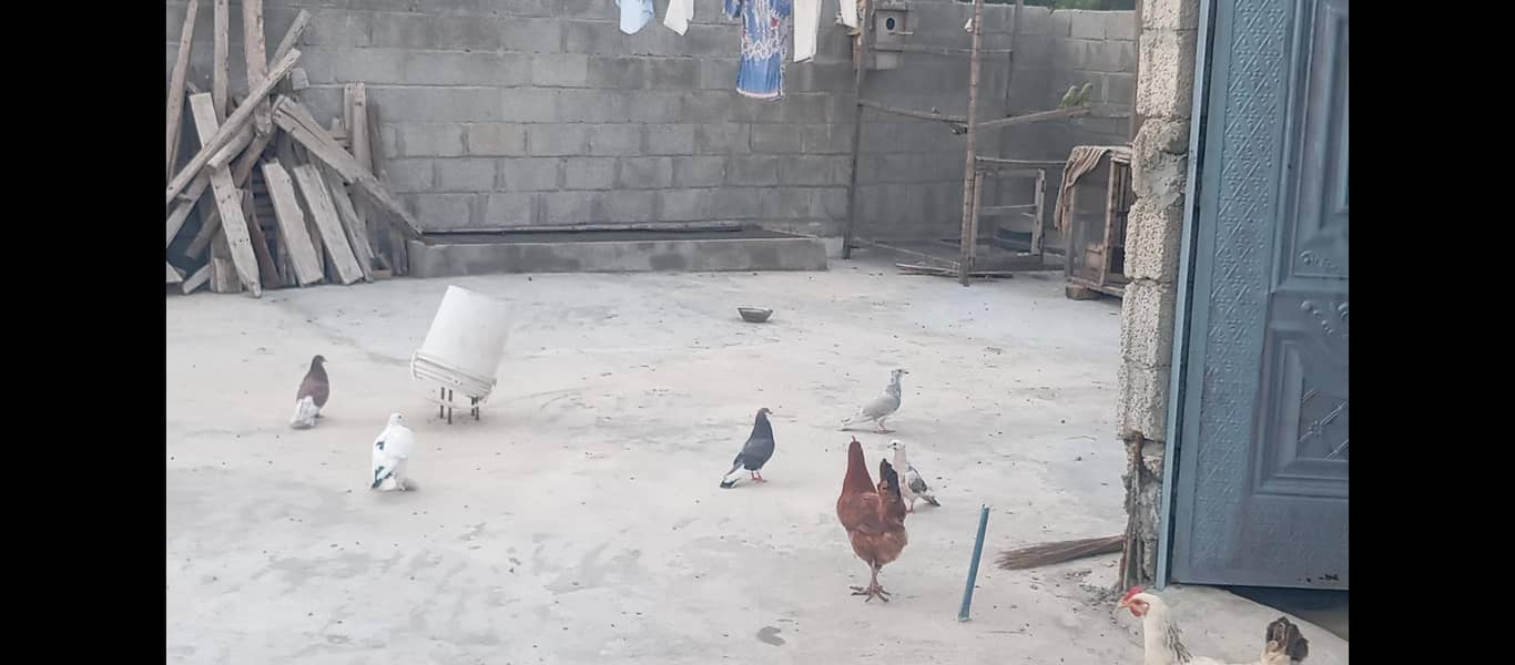 Fancy pigeons 5