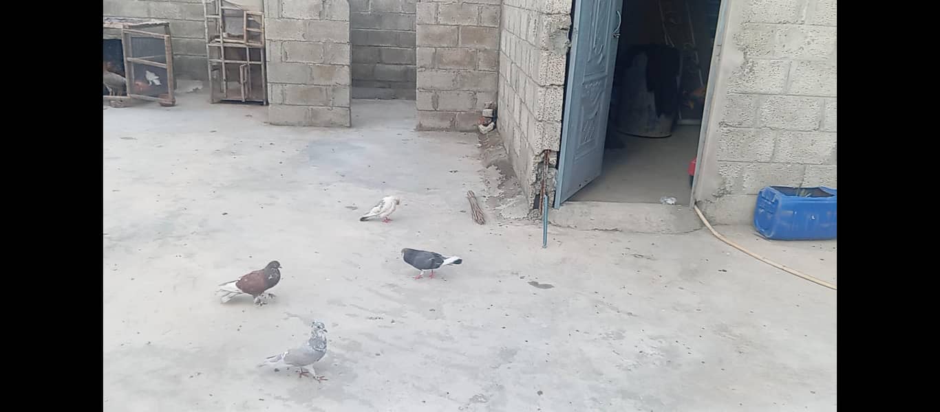 Fancy pigeons 7