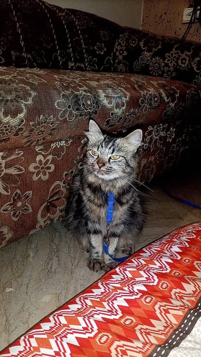 Maine coon cat