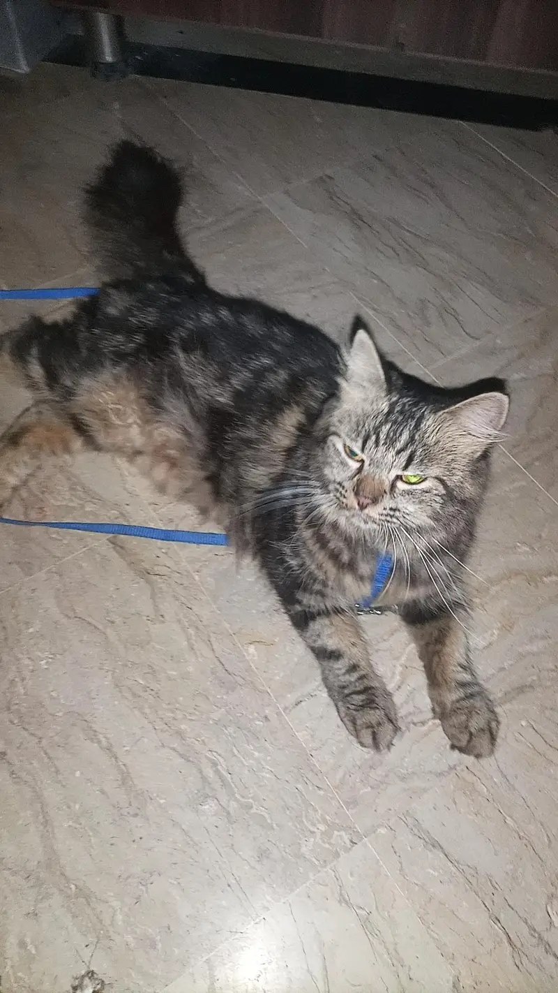 Maine coon cat — photo 2