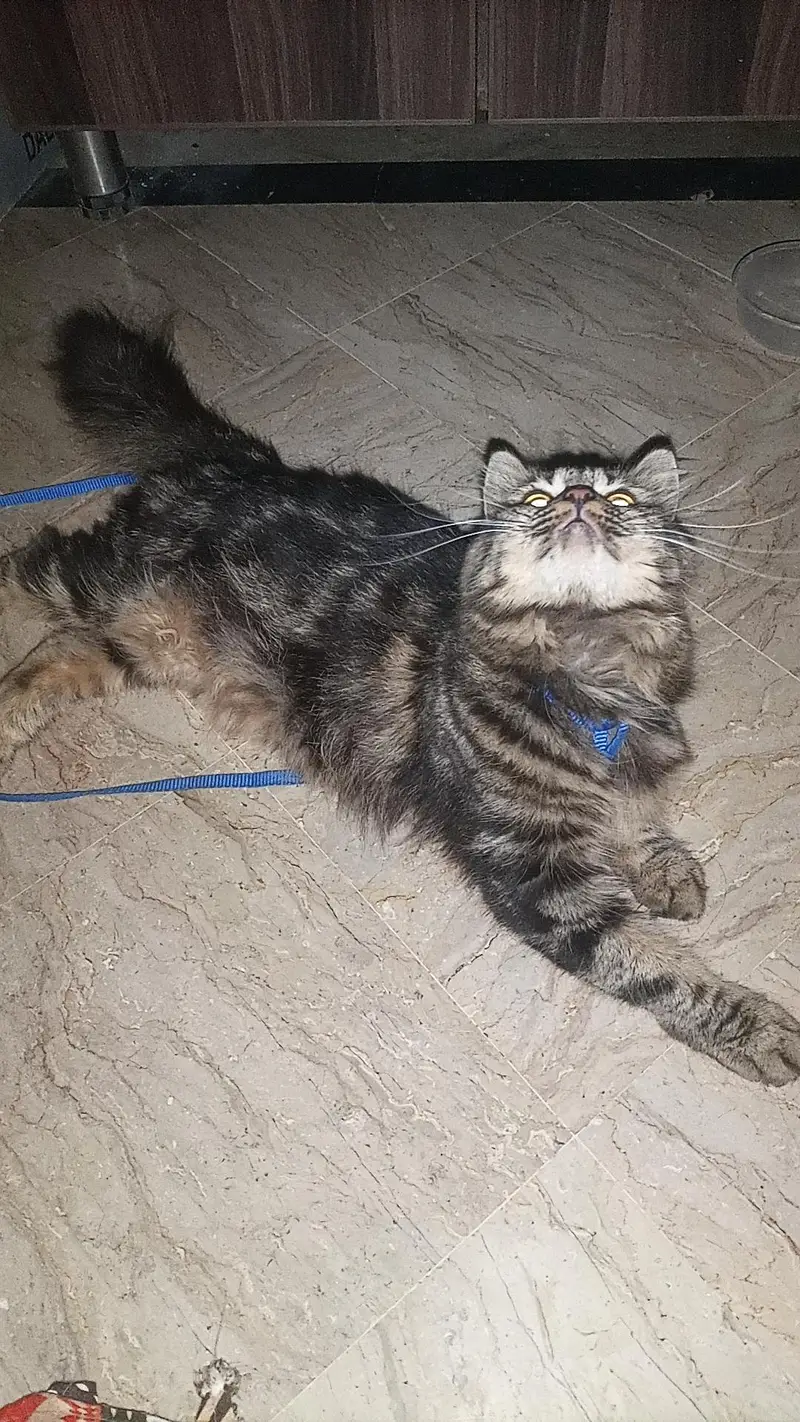 Maine coon cat — photo 3