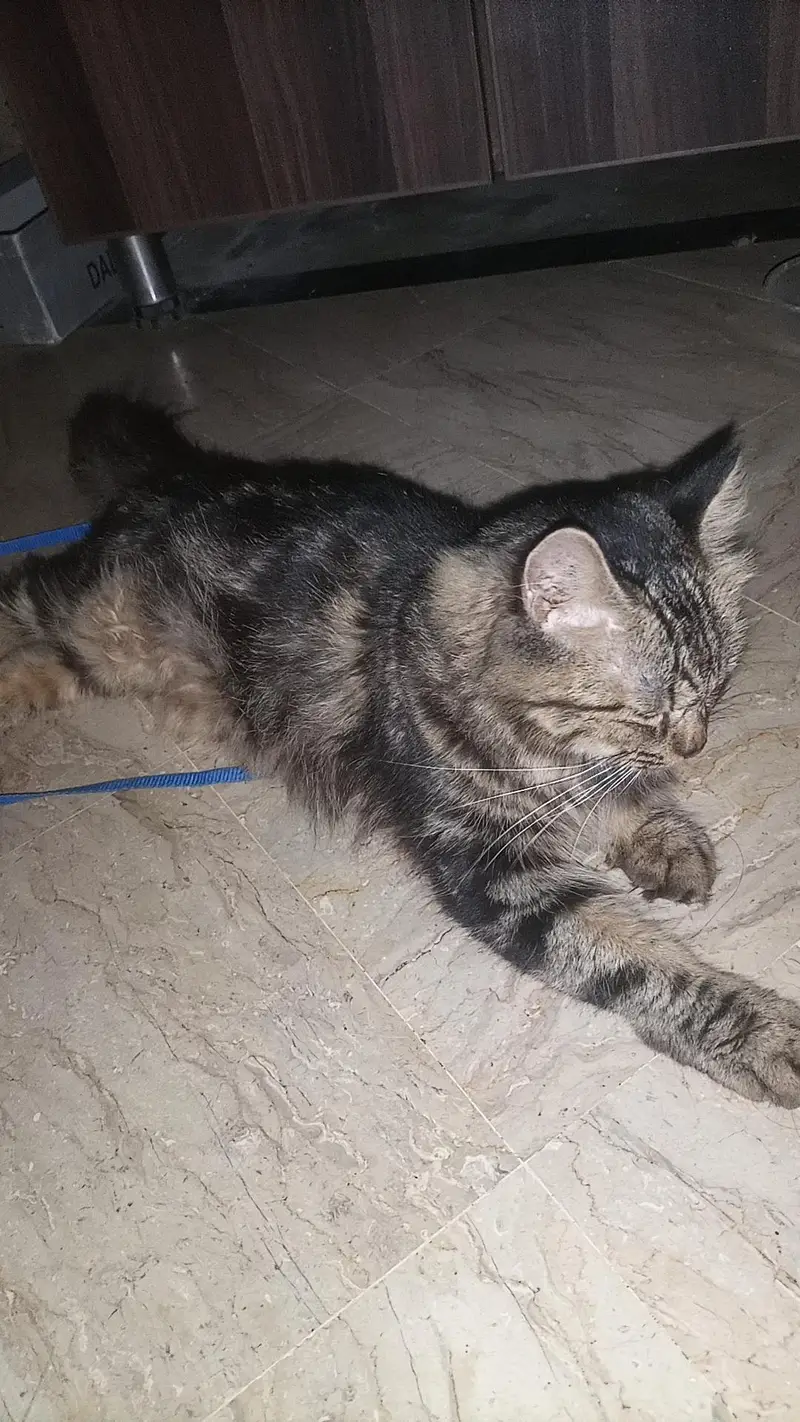 Maine coon cat — photo 4