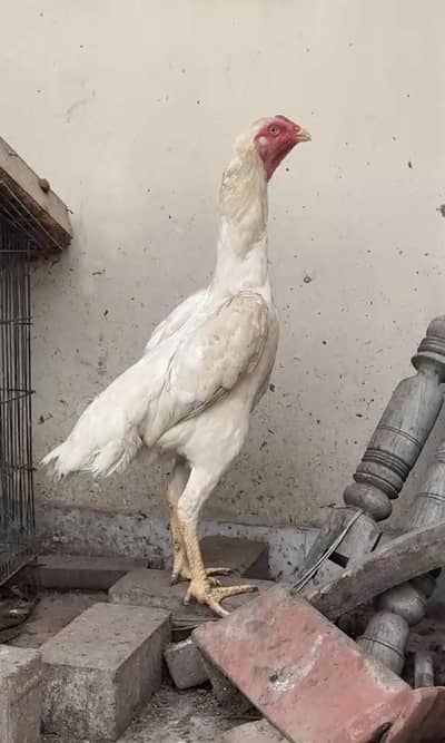 King shamu female