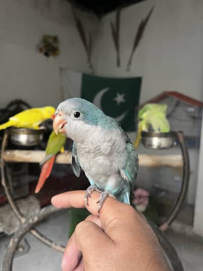 Handtame Quaker parakeet | conure parrot