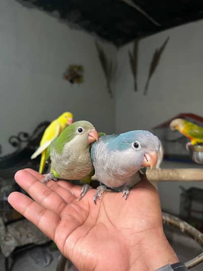 Handtame Quaker parakeet | conure parrot