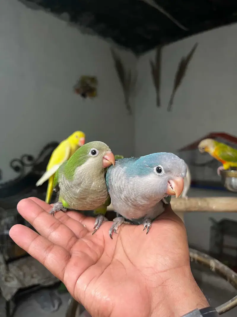 Handtame Quaker parakeet | conure parrot — photo 3