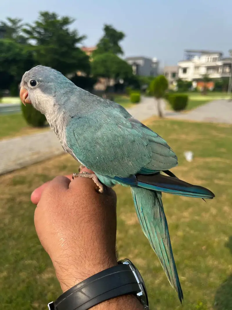 Handtame Quaker parakeet | conure parrot — photo 4