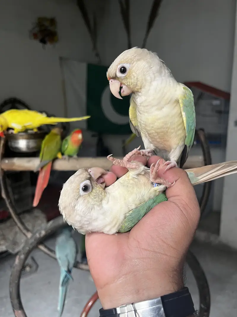 Handtame Quaker parakeet | conure parrot — photo 5