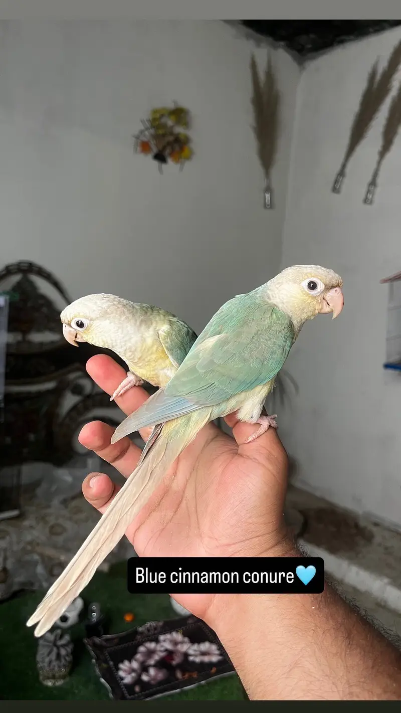 Handtame Quaker parakeet | conure parrot — photo 6