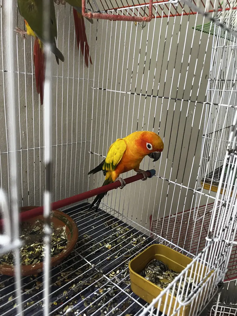 Handtame Quaker parakeet | conure parrot — photo 7