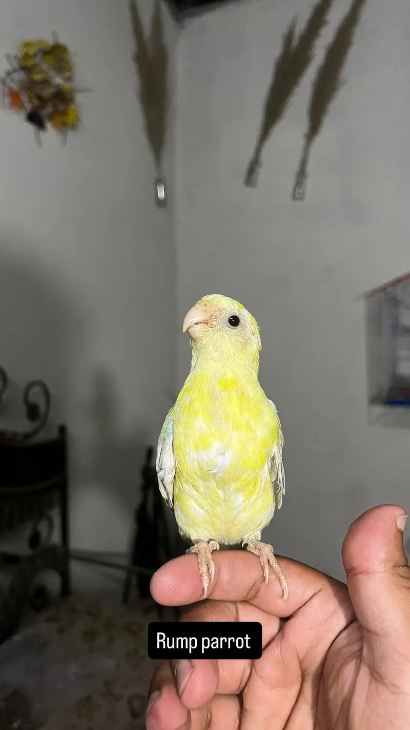 Handtame Quaker parakeet | conure parrot — photo 8